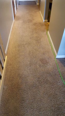 Carpet cleaning anew fort wayne indiana