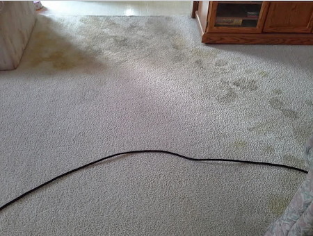 Pet odor and stain removal what to expect from professional carpet cleaning