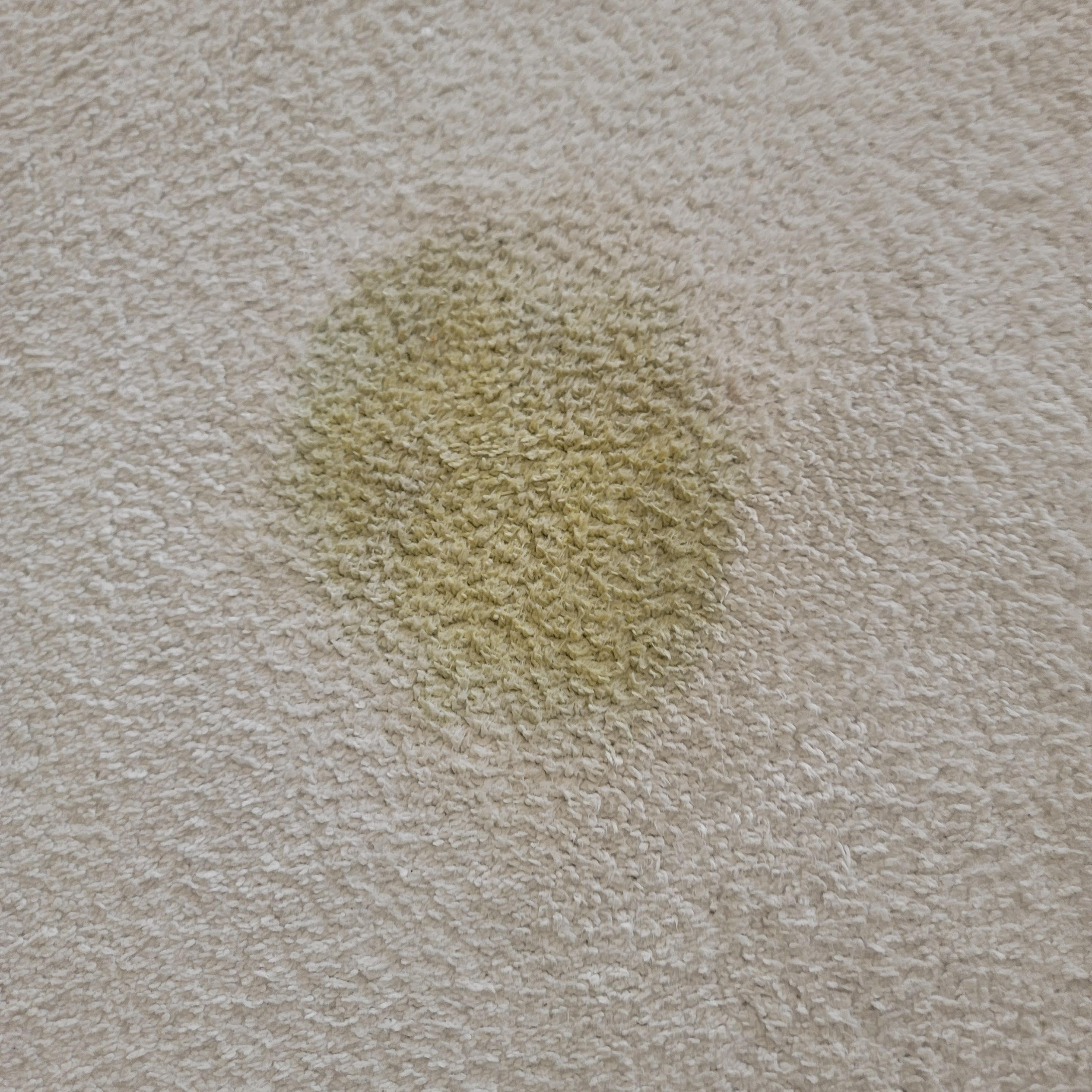 Dry Foam Pet Urine Removal in Fort Wayne, IN