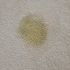 Dry Foam Pet Urine Removal in Fort Wayne, IN