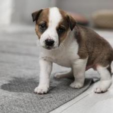 Pet Stain Removal in Fort Wayne, IN: 5 Common Carpet Problems We Can Fix in a Single Visit